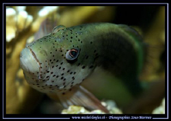 The look of the Spotted Hawkfish resting on it's coral...... by Michel Lonfat 